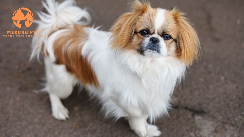 Khám Phá Thị Trường Chó Bắc Kinh Tại TP.HCM, Bình Dương